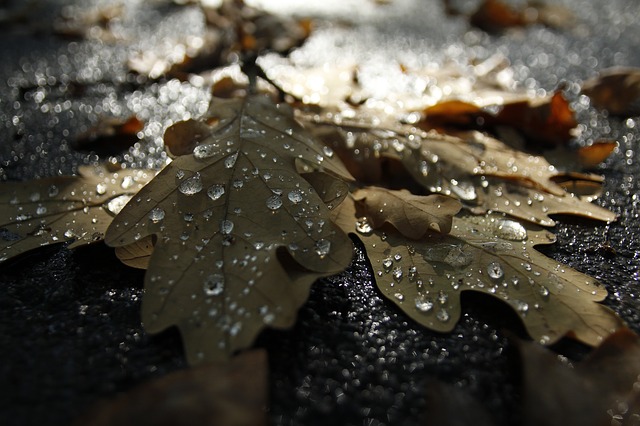 https://pixabay.com/en/autumn-tears-rosa-dry-leaves-2903107/ licensed as CC0 Creative Commons